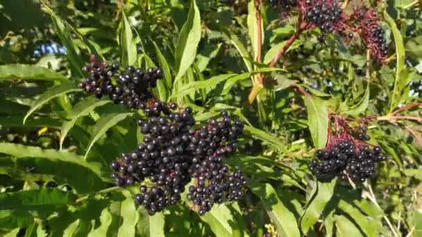 καρποί με κέλυφος και φύλλα του φυτού Elderberry, sambucus nigra - Πλάνα, βίντεο