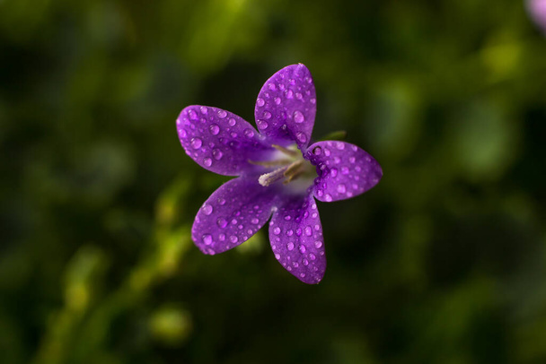 Flower of a house plant campanula in droplets of water - Photo, Image