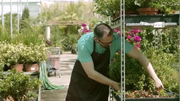 serra focalizzata giardiniere latino selezionando piante domestiche - Filmati, video