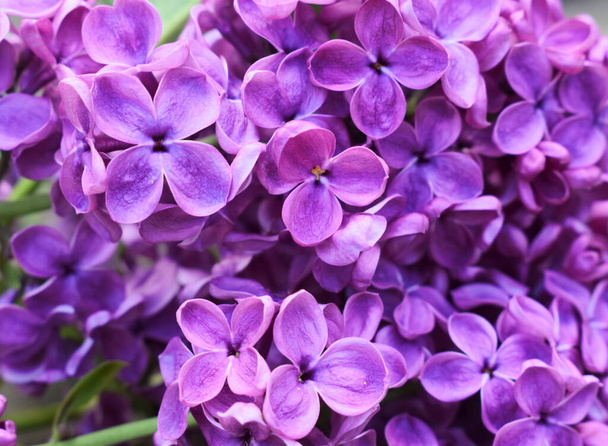Lente lila paarse bloemen close-up. - Foto, afbeelding