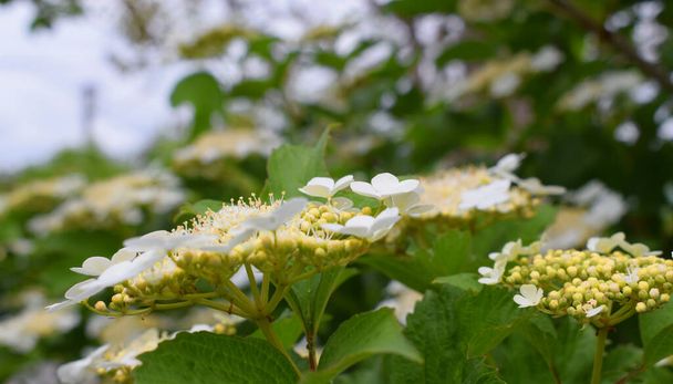 Blühender Viburnum vulgaris, gebräuchlicher Name: Drosselbeere. Blütenstände in Nahaufnahme auf verschwommenem Hintergrund. - Foto, Bild