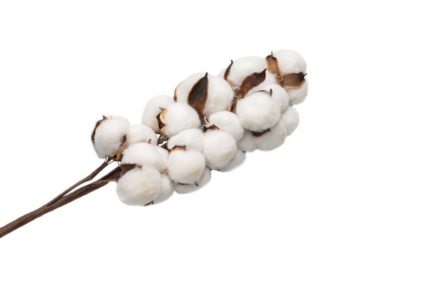 Branche de fleur de coton isolée sur fond blanc. Vue du dessus.  - Photo, image