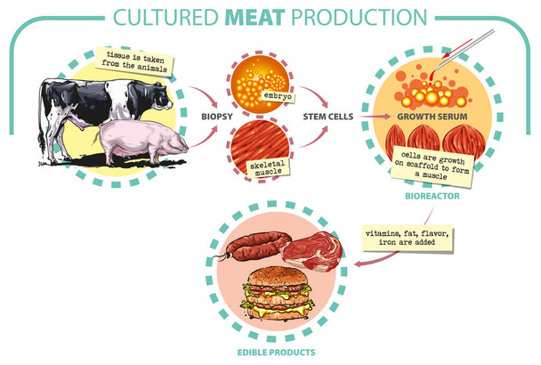 ベクトルイラスト。研究室で栽培された肉のインフォグラフィック。体外食の概念で合成。実験室での筋肉幹細胞、牛肉、組織を用いたバイオテクノロジープロセス. - ベクター画像