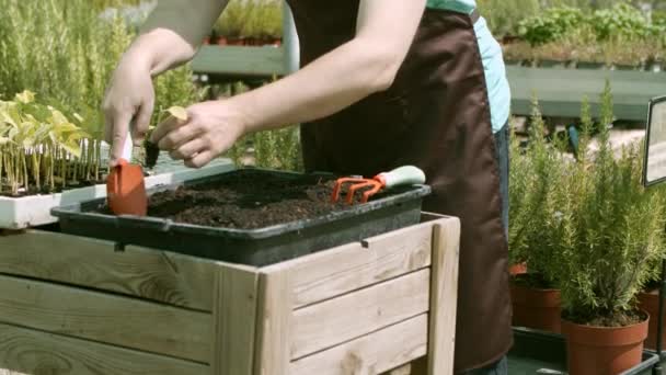 Üvegházban palántákat ültető női kertésznő kivágott képe - Felvétel, videó