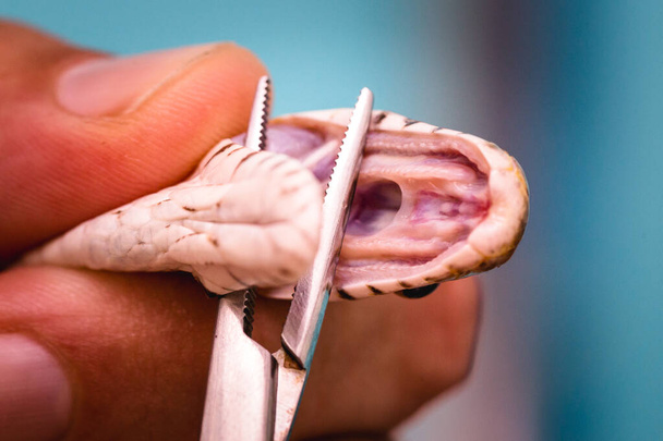 змія без тостів лікується у ветеринарній клініці
 - Фото, зображення