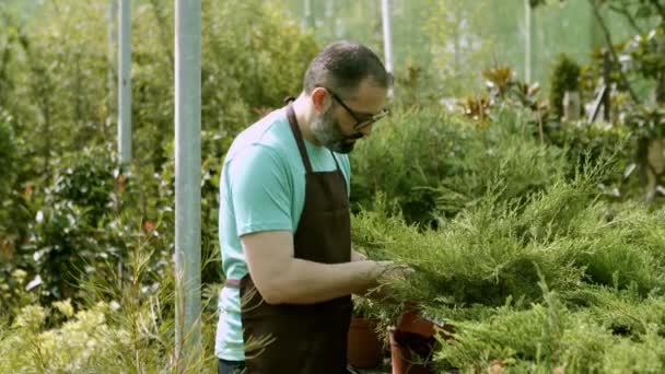 latino maschio fiorista esaminando ginepri in vasi - Filmati, video