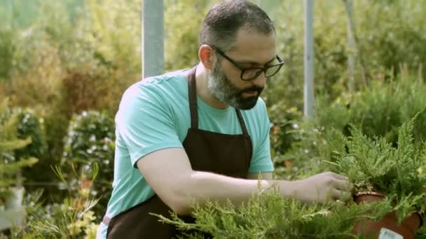 Skleníkový dělník zkoumá jalovce v květináčích - Záběry, video