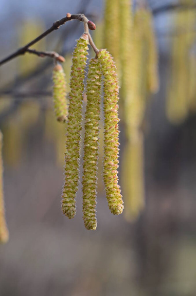 Yellow flowering hazelnut catkins against blue sky. Blooming hazel tree in spring forest. Seasonal hay fever concept. - Photo, Image