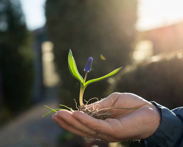 hand hold a blooming sapling of muscari bulbous flower. Seed germination. sprout of a flower in the backlight of the sun. the beginning of a new life. Soft focus. Eco education, eco awareness - Photo, Image