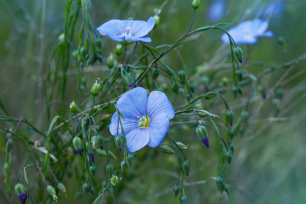 Beautiful blue flax flowers blossoming outdoors. Selective focus, close up. Agriculture, flax cultivation. Linum flowers - Photo, Image