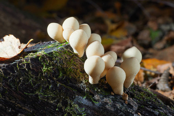Lycoperdon perlatum, known as the common puffbal, wild growing mushroom. The fruit bodies are eatable - Photo, Image