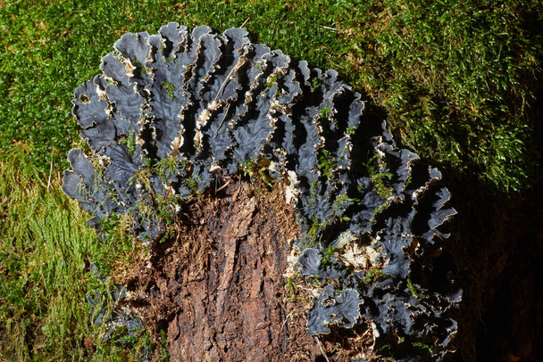 Dog lichen, Peltigera canina growing on the green forest moss - Photo, Image