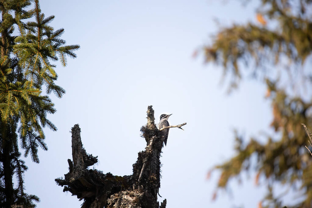 Tři prsty datel Picoides tridactylus na stromě hledá jídlo, nejlepší foto. - Fotografie, Obrázek