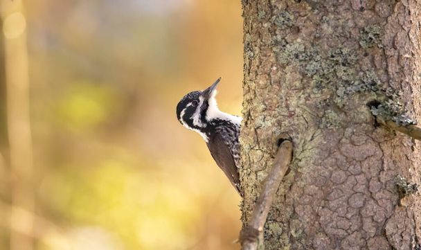 Three toed woodpecker Picoides tridactylus on a tree looking for food, the best photo. - Photo, Image