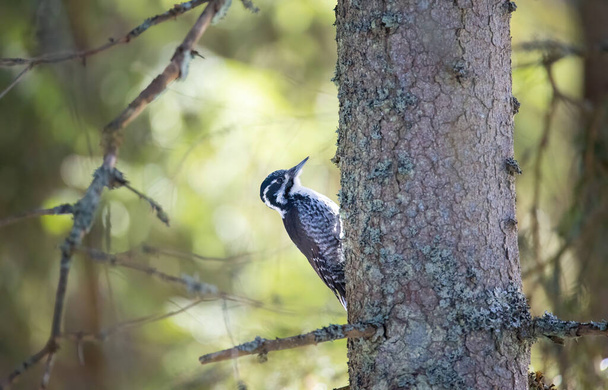 Three toed woodpecker Picoides tridactylus on a tree looking for food, the best photo. - Photo, Image