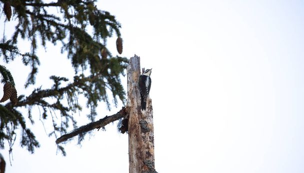 Háromujjú harkály Picoides tridactylus egy fán keres élelmiszer, a legjobb fotó. - Fotó, kép