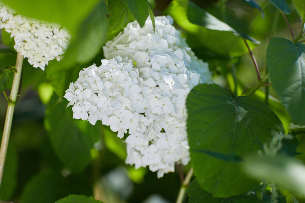 White Hydrangea arborescens Annabelle close up. Flowers of smooth hydrangea - Photo, Image