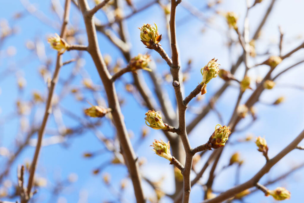 Pear tree buds on a blue sky background in early spring - Photo, Image