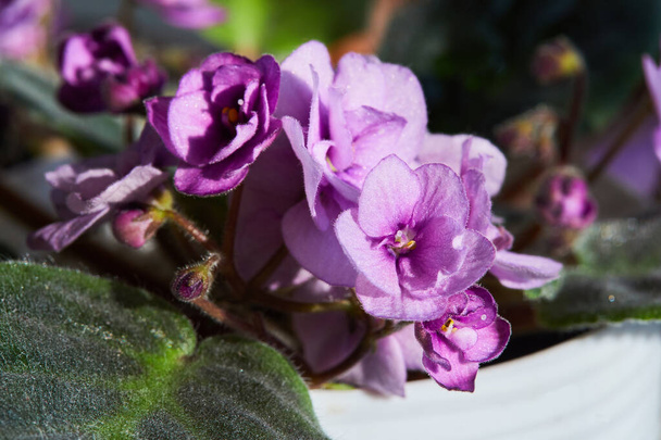 Floração Violeta Saintpaulias, vulgarmente conhecido como violeta africana. Planta em vaso, macro. - Foto, Imagem