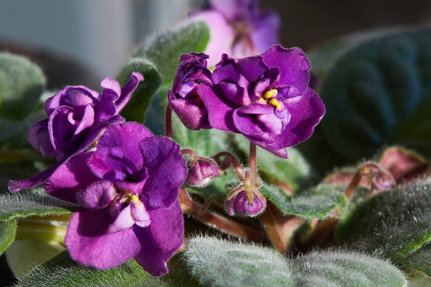 Violeta Floreciente Saintpaulias, comúnmente conocida como violeta africana. Planta en maceta, macro. - Foto, Imagen