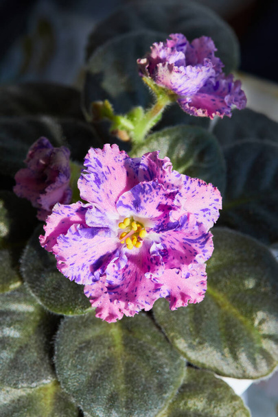 Kukkivat Violet Saintpaulias, yleisesti tunnettu Afrikkalainen violetti. Ruukkukasvi, makro. - Valokuva, kuva