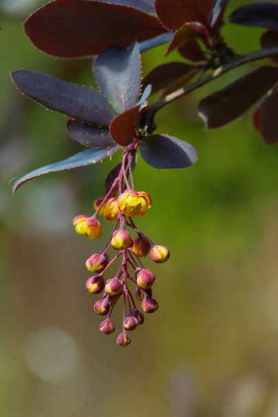 Red foliage and yellow flowers of Berberis thunbergii atropurpurea. Small yellow flowers of Berberis on the branches with purple leaves - Photo, Image