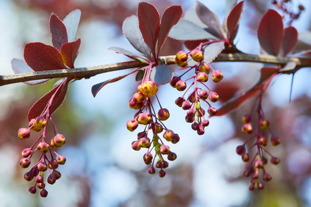 Red foliage and yellow flowers of Berberis thunbergii atropurpurea. Small yellow flowers of Berberis on the branches with purple leaves - Photo, Image