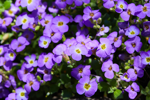 "庭で成長する紫色のオーブリエタ「花やオーブリエタの花(Aubrieta Deltoide) 」.  - 写真・画像