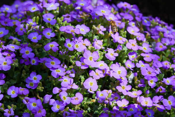 "庭で成長する紫色のオーブリエタ「花やオーブリエタの花(Aubrieta Deltoide) 」.  - 写真・画像