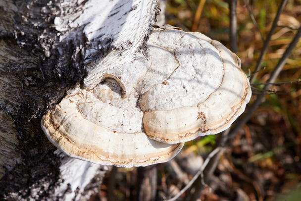 Закрывая белую мишуру, Fomes fomentarius, растущую на березе в лесу - Фото, изображение