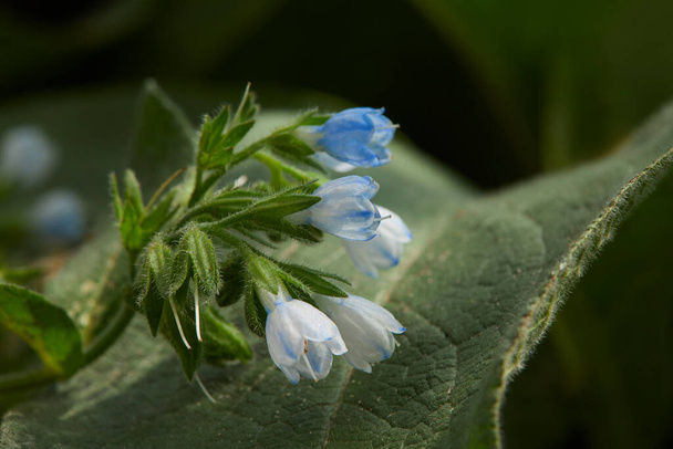 Впритул красиві блакитні квіти морозива (Symphytum officinale), ця рослина використовується в альтернативній медицині. Лікарські рослини в саду
 - Фото, зображення