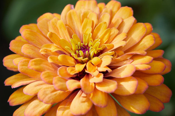 Close up of zinnia flower blooming in the orchard - Photo, Image