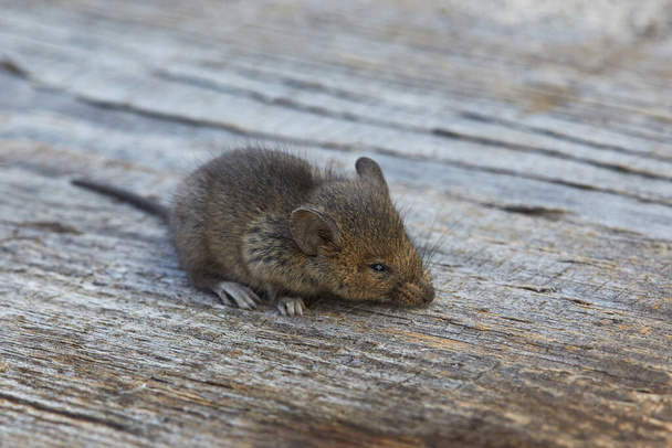 Маленькая мышка-грызун на деревянном фоне на открытом воздухе - Фото, изображение