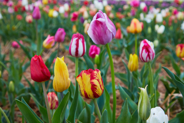 Värikäs kenttä kukkivat tulppaanit eri värejä. Hollanti tulppaanit kukkivat orangery keväällä kausi. - Valokuva, kuva