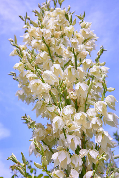 Witte Yucca filamentosa bush bloemen, andere namen zijn Adams naald, gewone yucca, Spaanse bajonet, beer-gras, naald-palm, zijde-gras, en lepel-blad yucca. - Foto, afbeelding