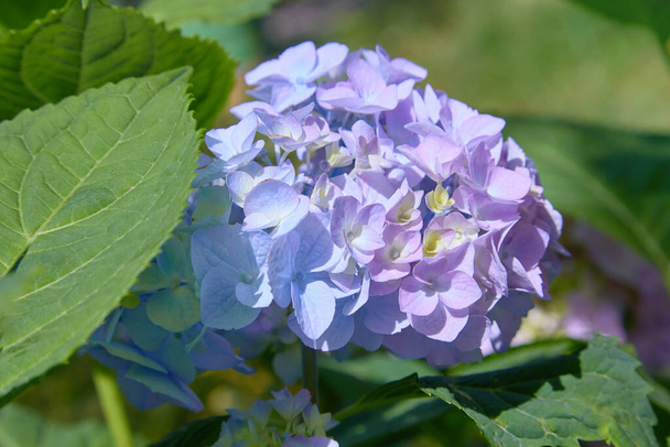 Fleur d'hortensia rose, bleue, lilas, violette, violette (Hydrangea macrophylla) fleurissant au printemps et en été dans un jardin. Hydrangea macrophylla - Beau buisson de fleurs d'hortensia - Photo, image