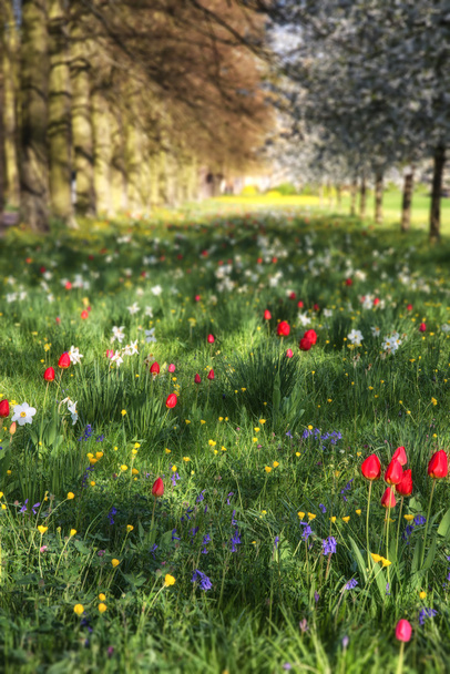 Primavera Estate fiore prato paesaggio in luce solare con s
 - Foto, immagini