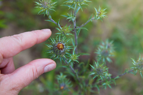 Γυναίκα χέρι αγγίζοντας Carlina Biebersteinii φυτό στο πεδίο στη φύση. Carlina vulgaris ή Carline thistle, οικογένεια Asteraceae (Compositae). Καρλίνα Κορυμπόζα - Φωτογραφία, εικόνα