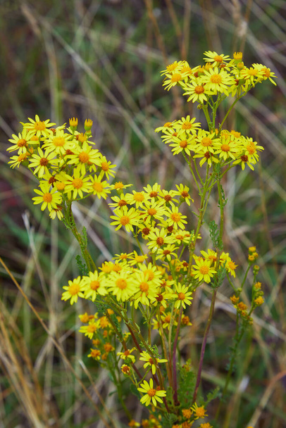 Yellow blooming Ragwort. Common names: Jacobaea vulgaris, Senecio jacobaea, Tansy Ragwort, Benweed, St. James-wort, Ragweed, Stinking Nanny, poisonous and medicinal plant in the family Asteraceae - Photo, Image