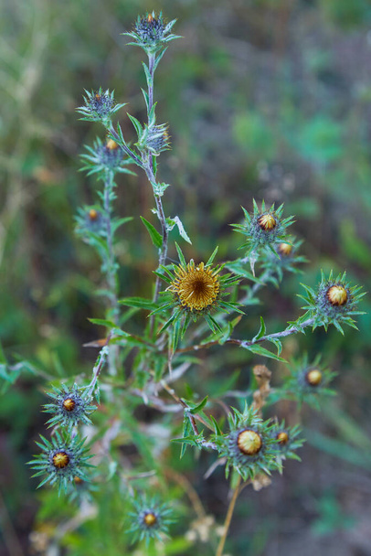 Carlina biebersteinii kasvi kentällä luonnossa. Carlina vulgaris tai Carline ohdake, Asteraceae-perhe (Compositae). Carlina corymbosa - Valokuva, kuva