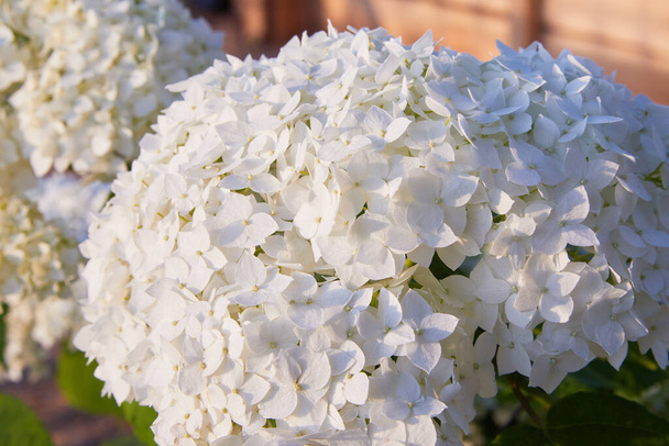 White Hydrangea arborescens Annabelle, backlit by the evening sun in summer. Flowers of smooth hydrangea (Hydrangea arborescens) - Photo, Image