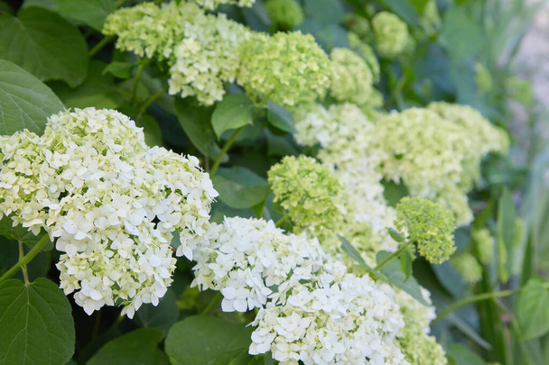 White Hydrangea arborescens Annabelle, after blooming, green seeds. Flowers of smooth hydrangea (Hydrangea arborescens) - Photo, Image