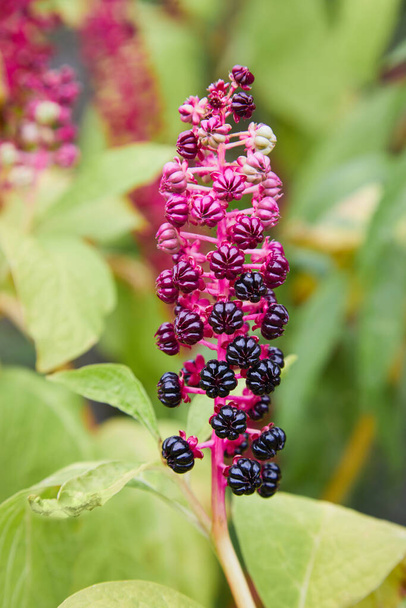 Phytolacca americana, also known as American pokeweed, pokeweed, poke sallet, or poke salad, is a poisonous, herbaceous perennial plant in the pokeweed family Phytolaccaceae - Photo, Image