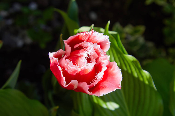 Różowy tulipan (Fringed tulipan) kwitnący w ogrodzie. Różowy tulipan z białymi krawędziami i małymi frędzlami na krawędziach zbliżenie - Zdjęcie, obraz