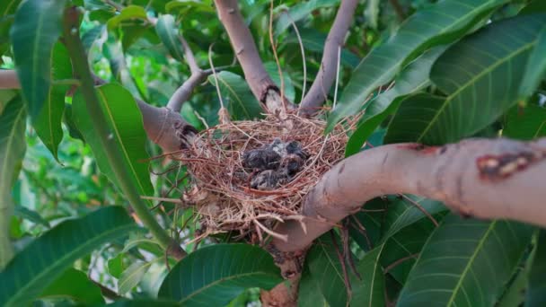 Los restos del pájaro bebé murieron dentro de su nido.. - Metraje, vídeo