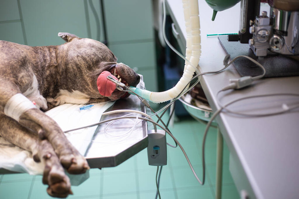 Собака под наркозом во время операции действует в ветеринарной клинике, ветеринарная концепция - Фото, изображение