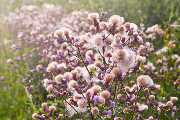 Blossoming thistle, Cirsium arvense. Wild thistle grass (Cirsium arvense, Creeping Thistle) in summer. White fluffy seeds waiting to be spread by wind. Blurred bokeh background of meadow.  - Photo, Image