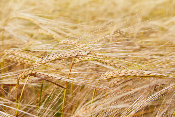 熟した大麦の耳を持つ夏のフィールド。ホルデウム・ヴァルガレ。トウモロコシ畑で黄金のスパイクと牧歌的な農村風景。農業、農業、収穫。一般的な大麦工場  - 写真・画像