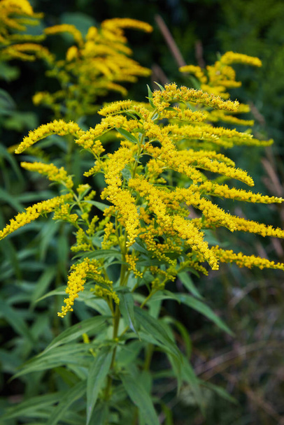 Close up of the blooming yellow inflorescence of Solidago canadensis, known as Canada goldenrod or Canadian goldenrod. - Photo, Image