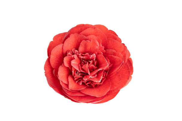 Fully bloom Red camellia flower isolated on white background. Camellia japonica - Photo, Image